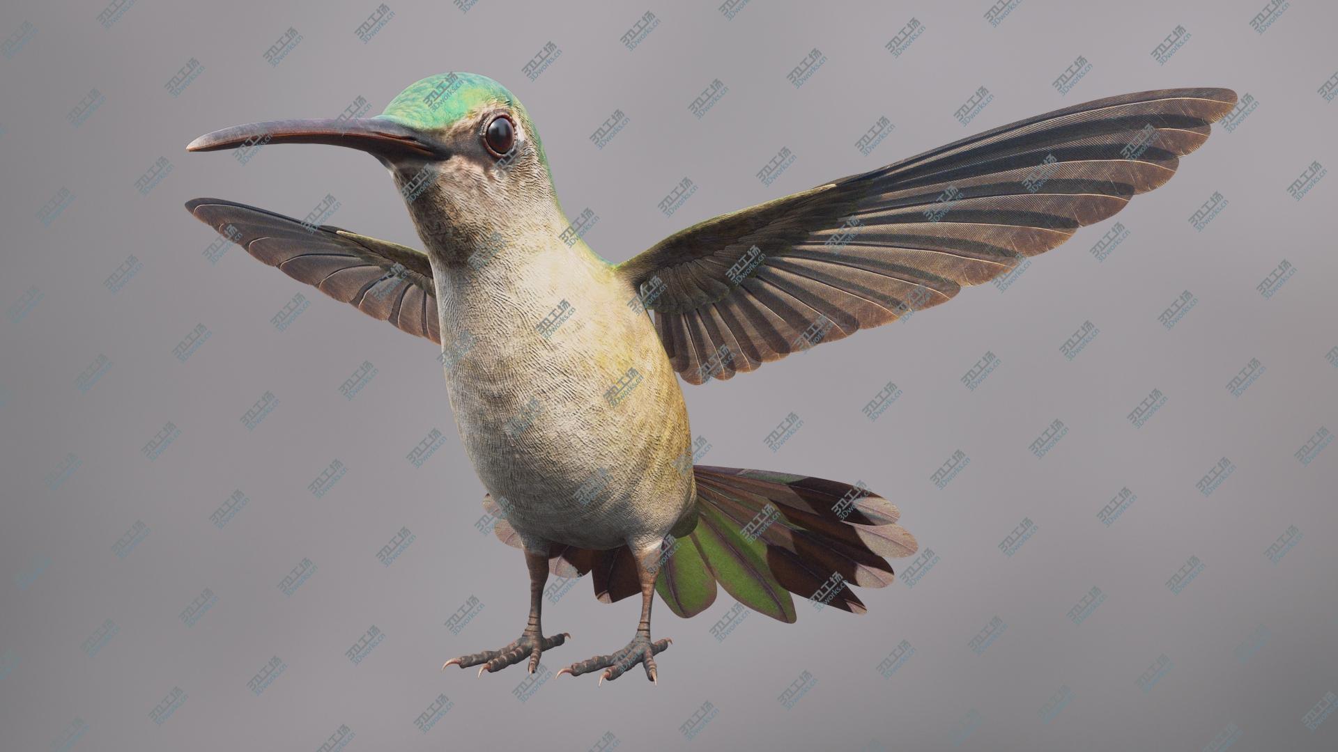 images/goods_img/2021040233/Hummingbird 3D model/3.jpg
